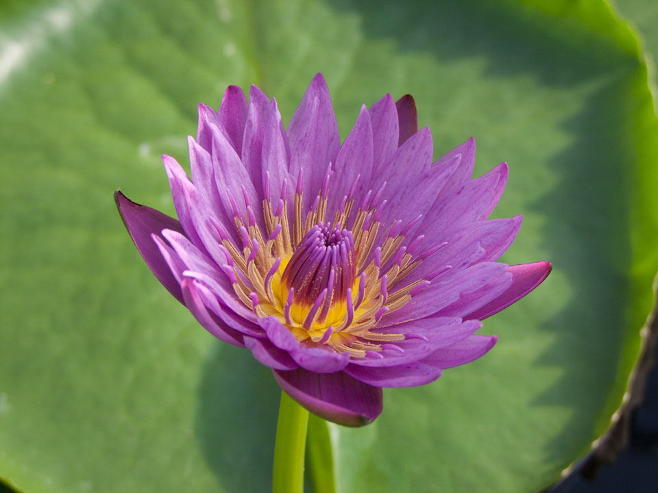 nymphaea jack wood