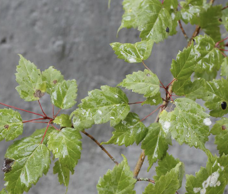 acer tetramerum