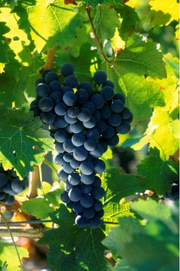 cabernet sauvignon 赤霞珠