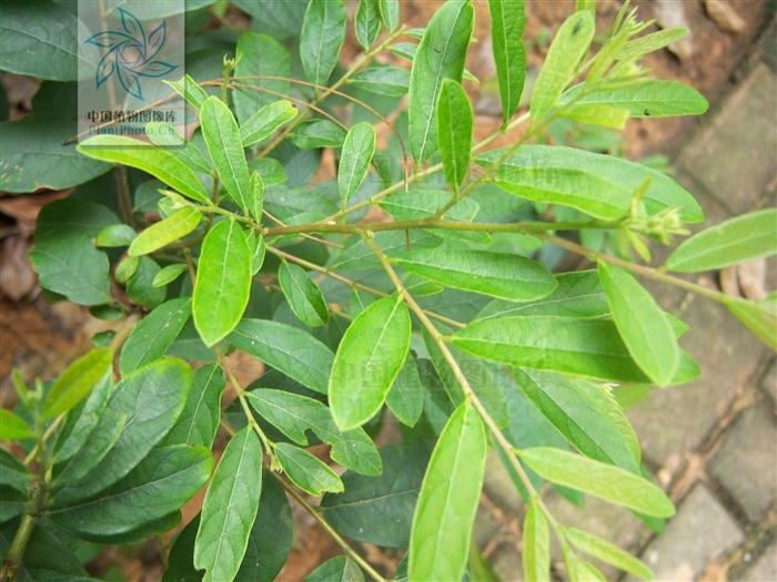 glochidion wilsonii hutch.