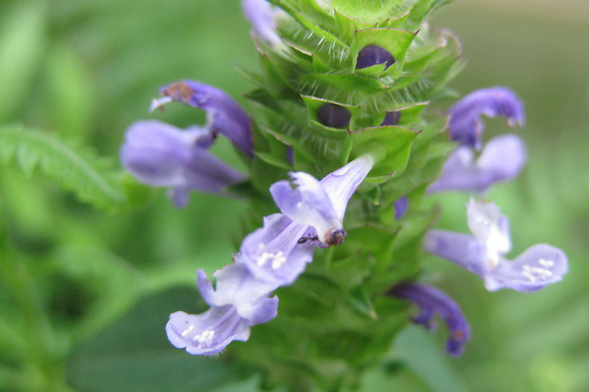 p>夏枯草(学名: i>prunella vulgaris  /i>l),别名:麦穗夏枯草,铁线