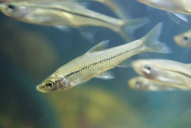  p>台细鳊, i>rasborinus formosae /i> (oshima, 1920), a href="#">