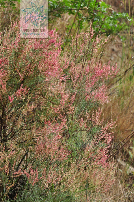  p>戟叶酸模,灌木植物,高50-90厘米.茎多分枝,老技木质.叶互生或簇生.