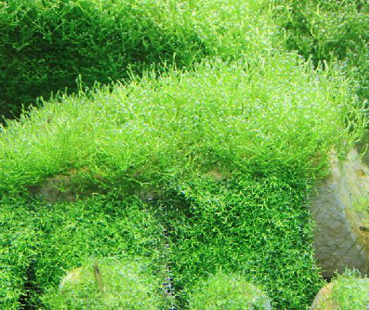  p>叉钱苔(学名: i>riccia fluitans /i> l.