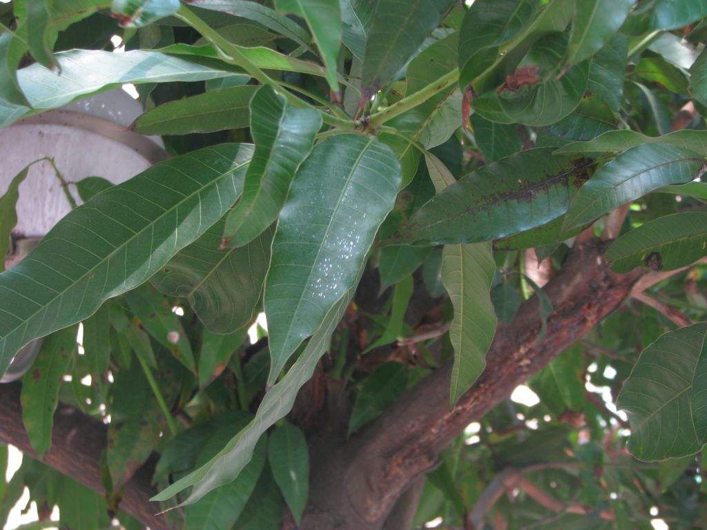  p>翅叶掌叶树是产自云南 a target="_blank"