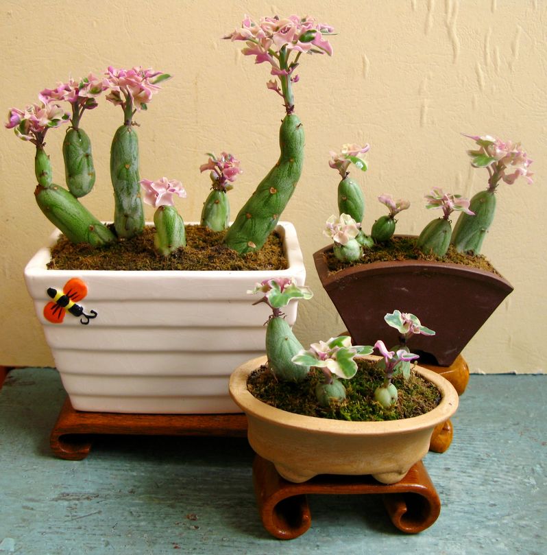 bip.)是菊科仙人笔属多年生常绿多肉植物.