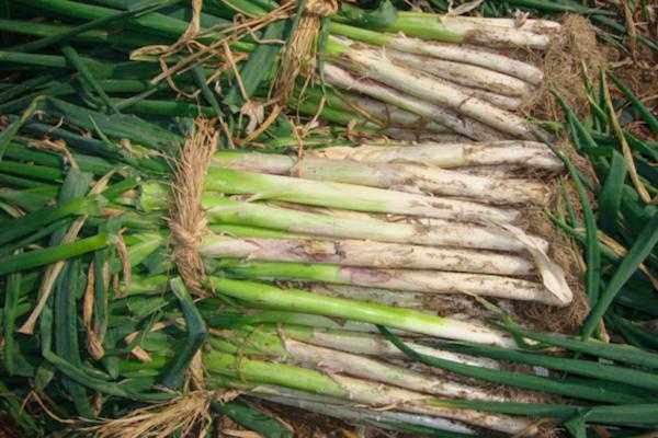 植株开展度较大,叶片颜色深绿,叶管粗壮,叶表腊粉多,生长期间功能叶5