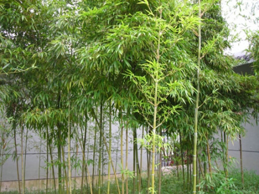  p>雷竹(学名: i>phyllostachys praecox /i> c. d. chu et c. s.
