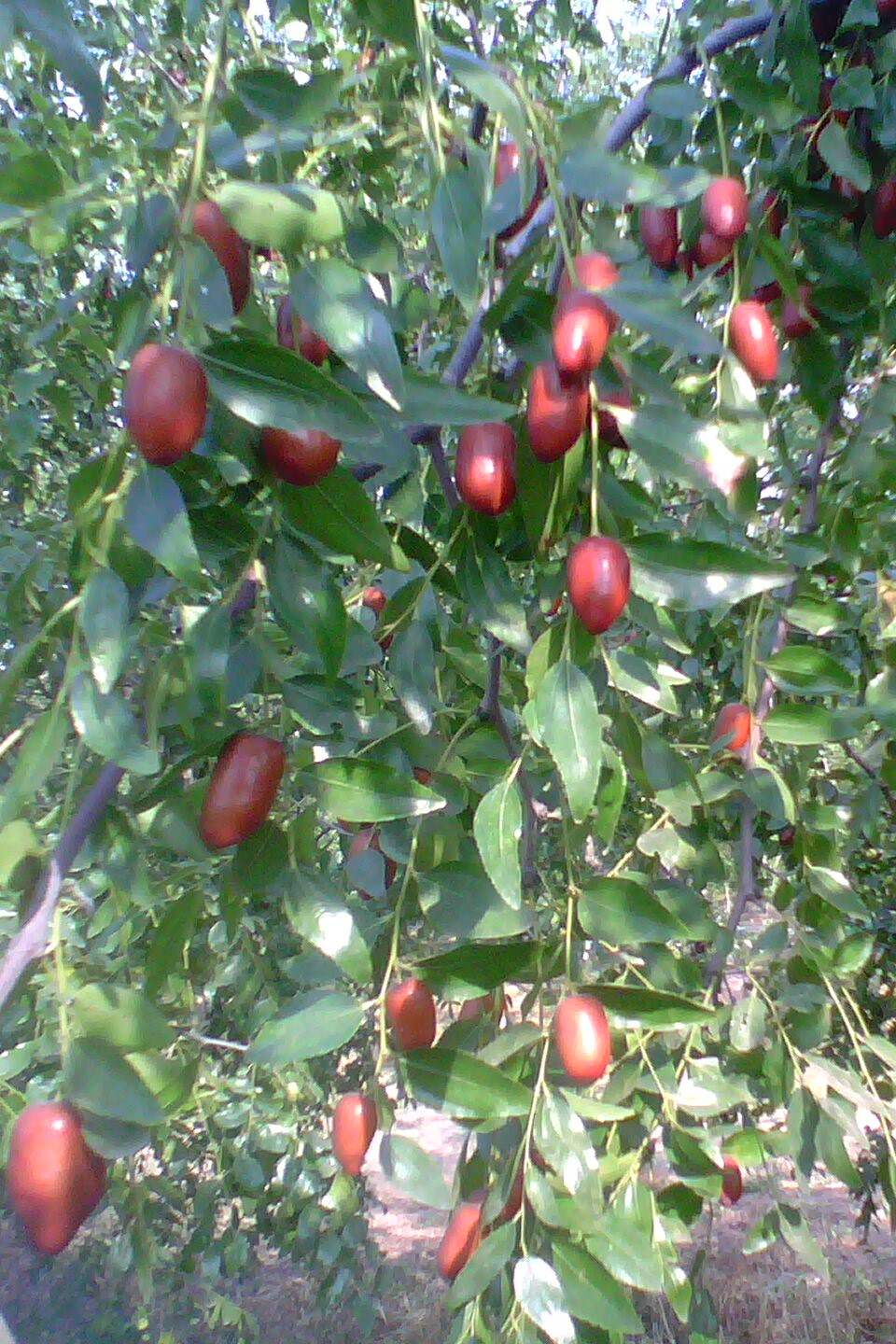 宁阳大枣文化节