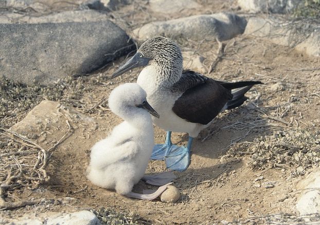 blue-footed booby