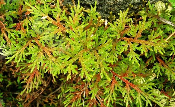 叶卷柏(学名:selaginella drepanophylla alston)是卷柏科卷柏属植物