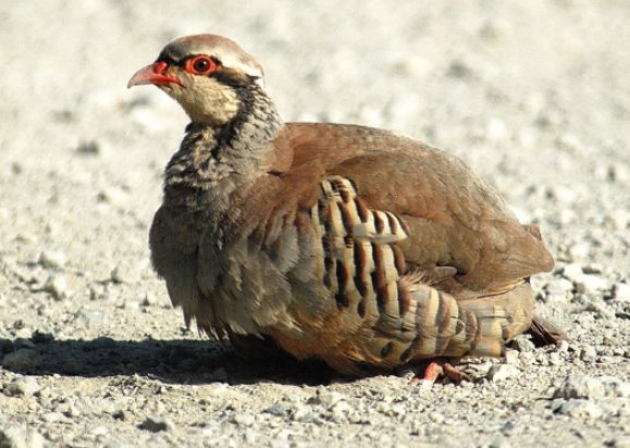  p>石鸡(学名: i>alectoris chukar /i>):是中型 a target="_blank"