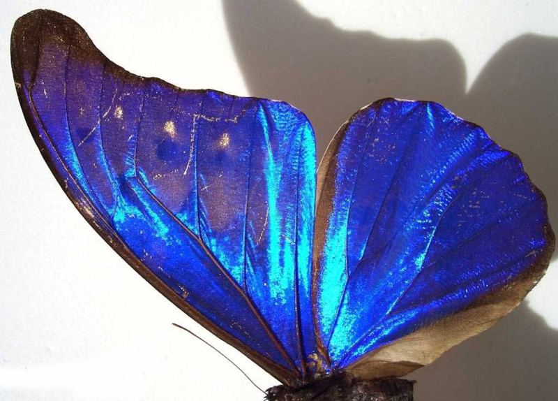  p>尖翅蓝闪蝶,(学名:morpho rhetenor),鳞翅目,蛱蝶科,闪蝶属的一种