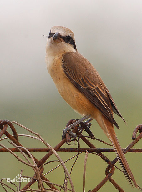  p>红尾伯劳(学名: i>lanius cristatus /i>):为伯劳科伯劳属的鸟类