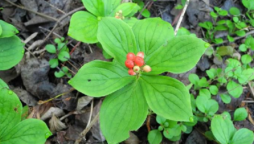  p>草茱萸属(学名:chamaepericlymenum graebn.