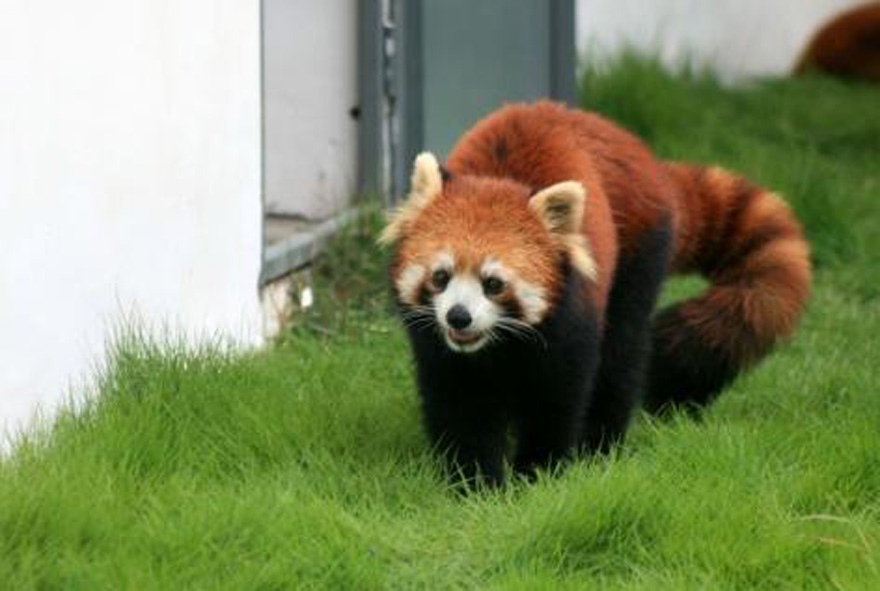  p>小熊猫(学名: i>ailurus fulgens /i>(f.