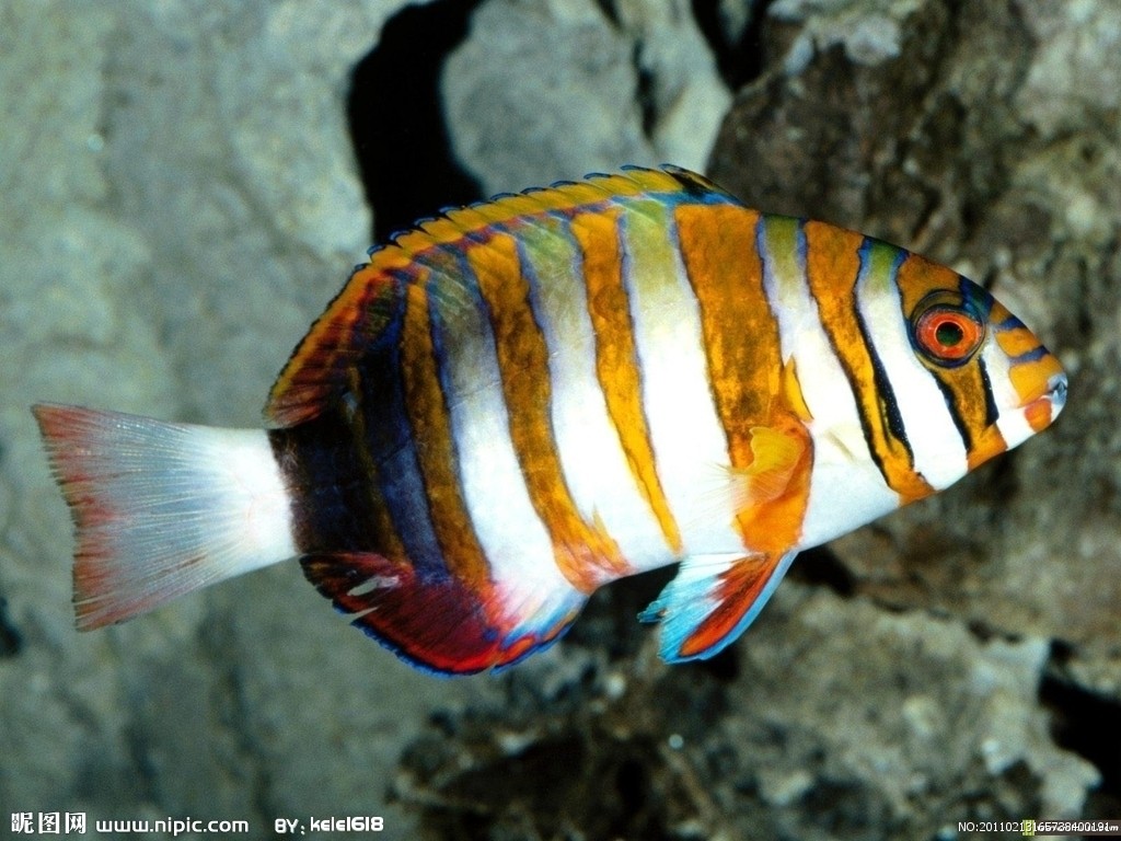  p>海洋鱼类从两极到赤道 a target="_blank" href="/item/海域