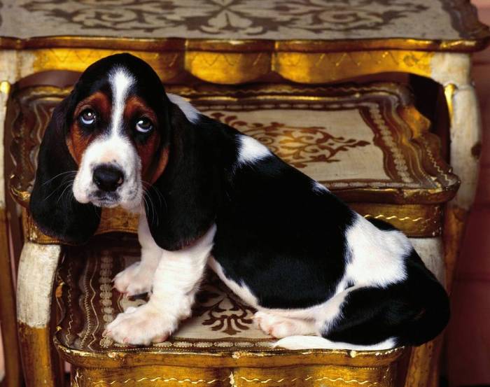 basset hound