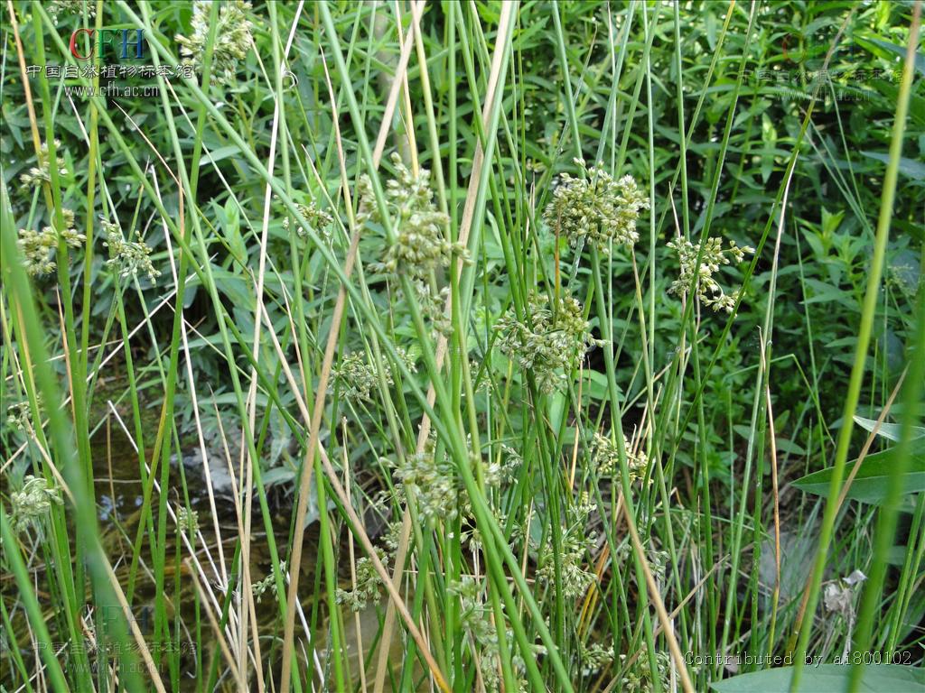juncus sikkimensis hook. f.