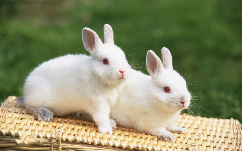 哈尔滨大白兔