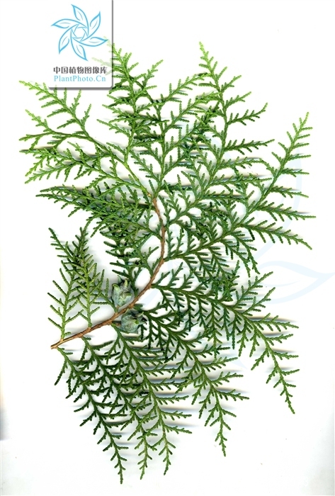  p data-id="gntpfpk47d">侧柏( i>platycladus orientalis  /i>(l.
