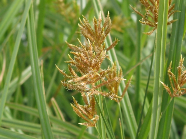 cyperus esculentus l