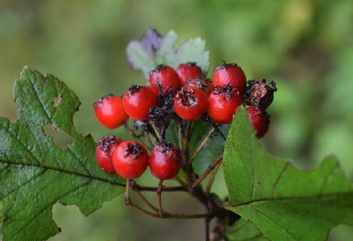  p>毛山楂(学名: i> /i> i>crataegus maximowiczii /i> c. k.