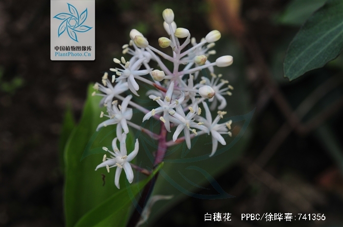  p>白穗花,(拉丁学名: i>speirantha gardenii /i> (hook.) baill.
