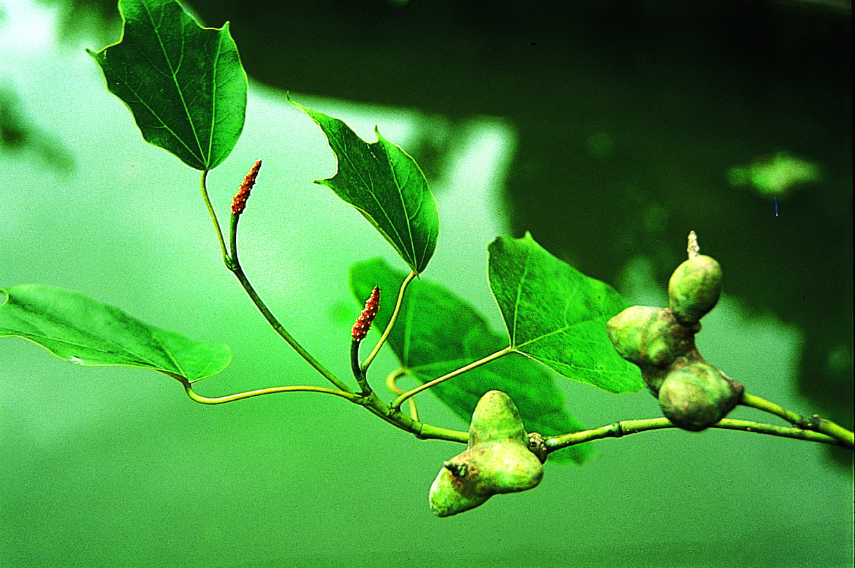  p data-id="tzcb0r7qrqdd">壳菜果( i>mytil