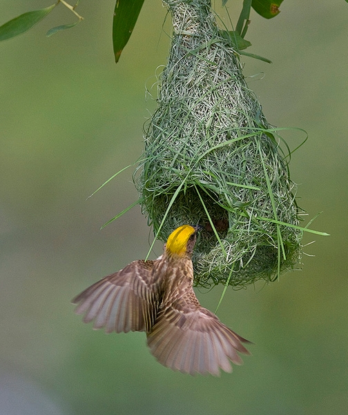  p>黄胸织布鸟(学名: i>ploceus philippinus /i>)为 a target="
