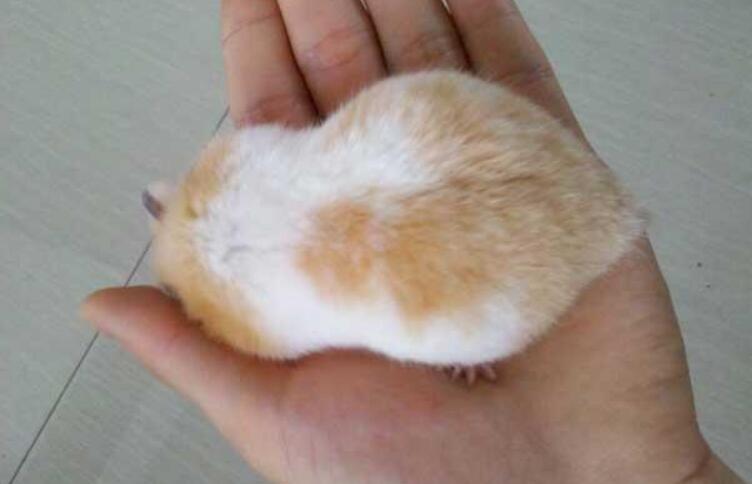  p>中仓鼠属(罗马尼亚中仓鼠),是 a target="_blank" href="/item