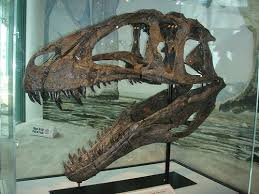  p>高棘龙(学名acrocanthosaurus),又名高脊龙,多脊龙或 a href="#"
