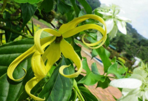 依兰（番荔枝科依兰属植物）_百度百科