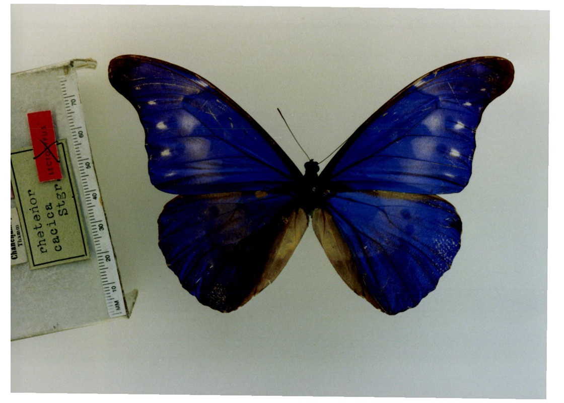 morpho rhetenor cacica