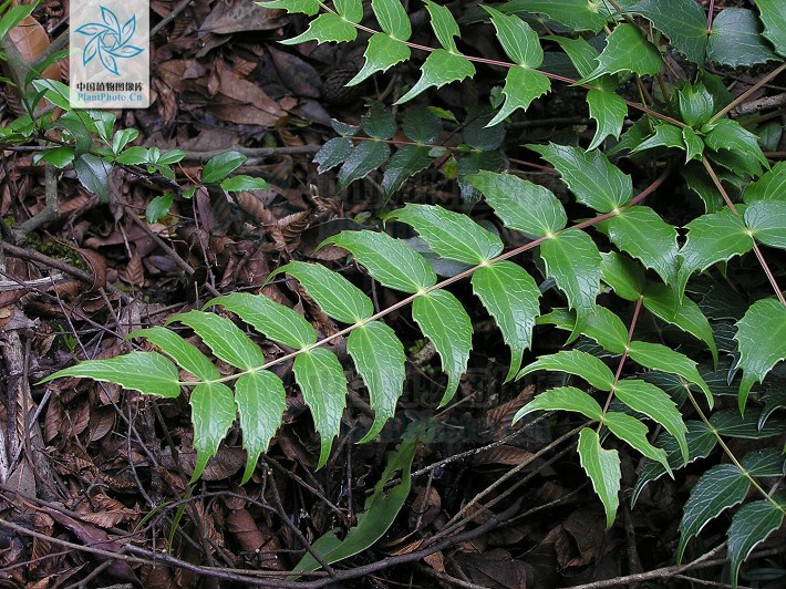 阿里山十大功劳