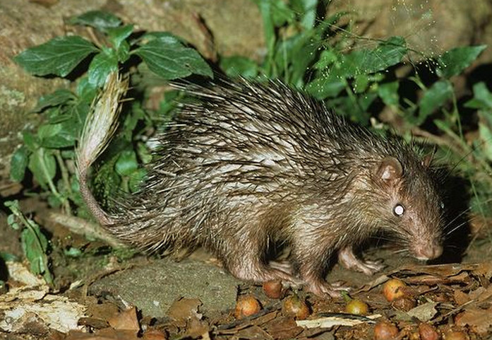  p>非洲帚尾豪猪(学名: i>atherurus africanus /i>):小型 a href="#"