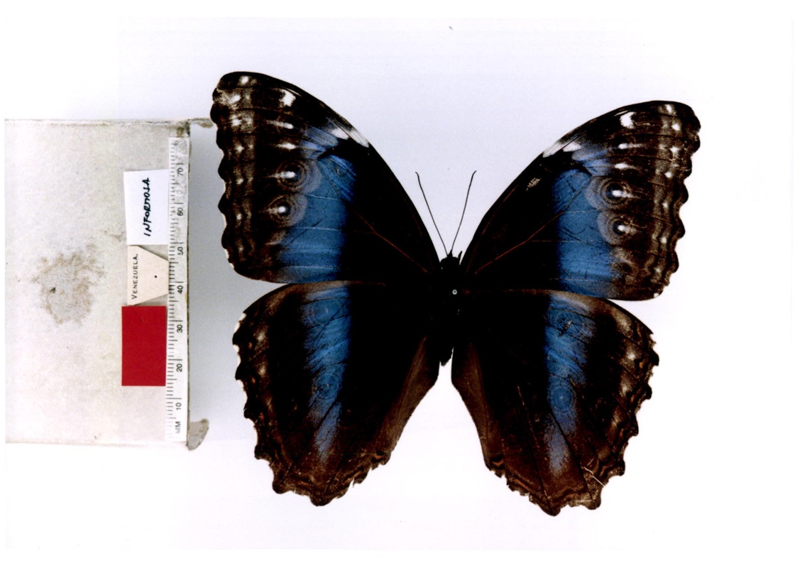 p>海云闪蝶, i>morpho helenor corydon ( /i>guenée, 1859),鳞翅目