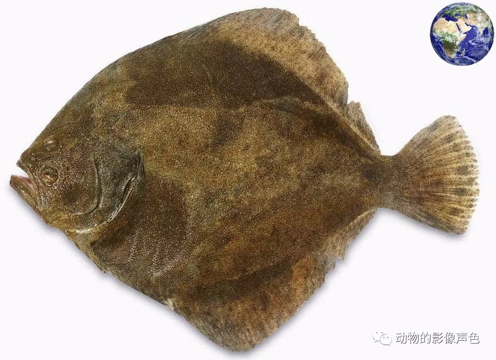 这种鱼养活了数千万的渔民，真正可以说是燃烧自己照亮别人_百科TA说