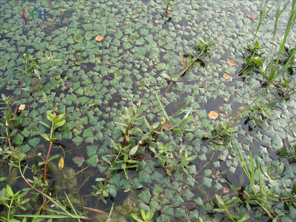 是 a href="#" data-lemmaid="8493895">菱科 