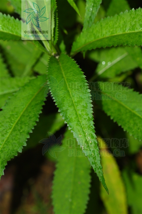 齿叶玉山千里光