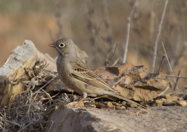  p>灰颈鹀(学名: i>emberiza buchanani /i>):体重19-22克,体长147