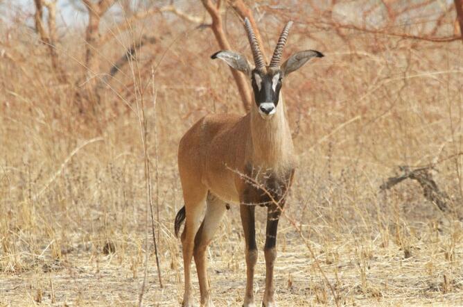 hippotraginae是大型 a target="_blank" href="/item/羚羊/19414"