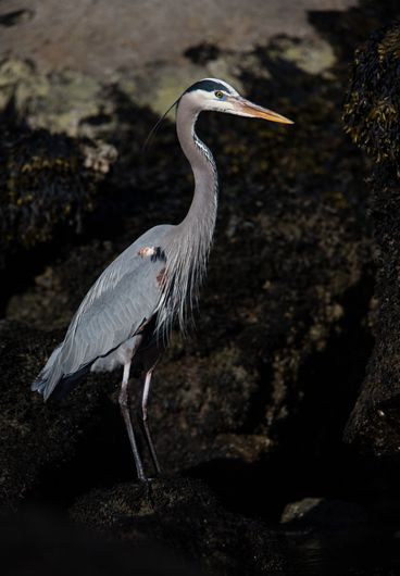 great blue heron