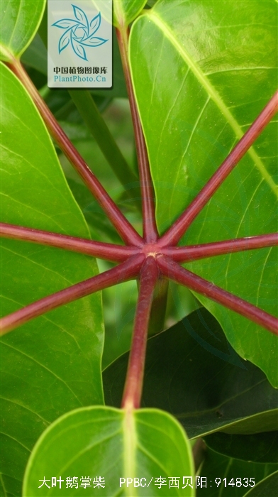 大叶鹅掌柴