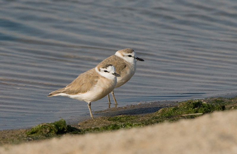 charadrius marginatus