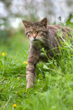 野猫（猫科动物）_百度百科
