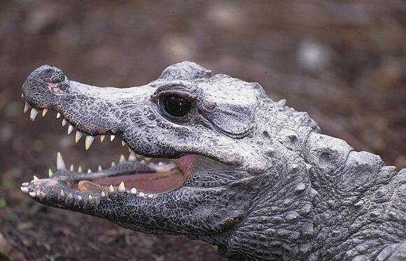 1861)是世界上体型最小的 a href="#" data-lemmaid="328752">鳄鱼 