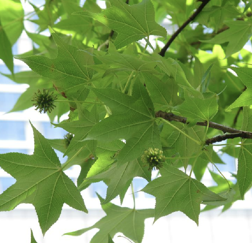 枫香树叶的功效与作用(枫香树叶的功效与作用及食用方法)