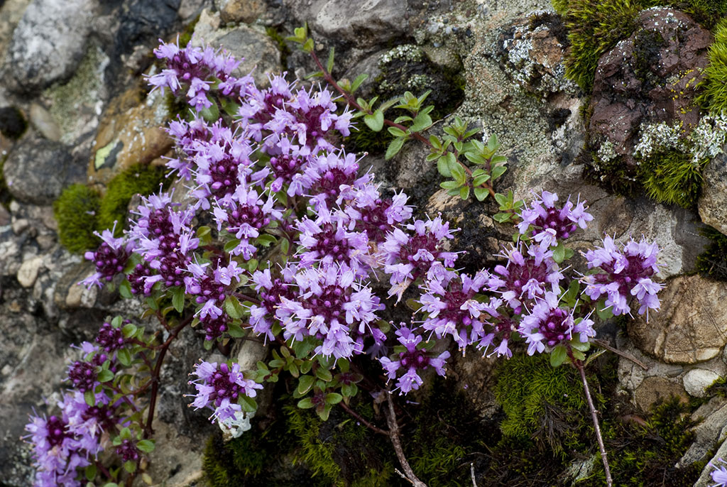 thymus disjunctus