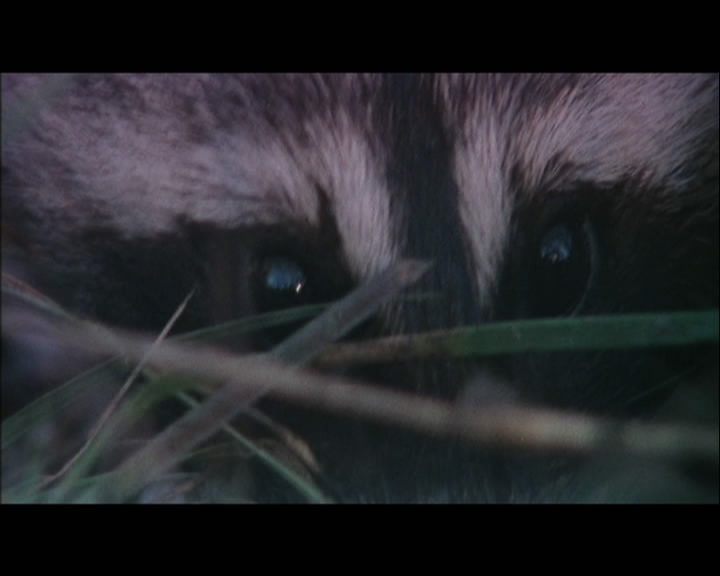  p>《黄飞鸿之西域雄狮》由 a target="_blank" href="/item/洪金宝